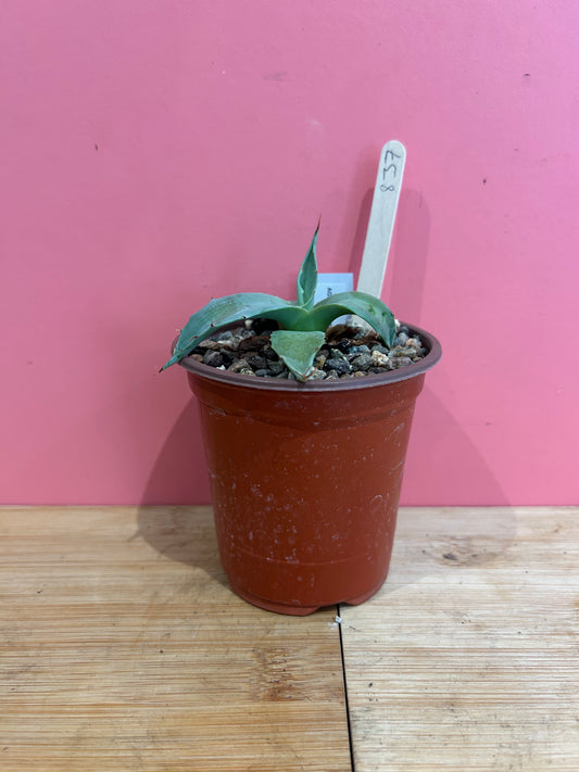 Agave parryi (837)