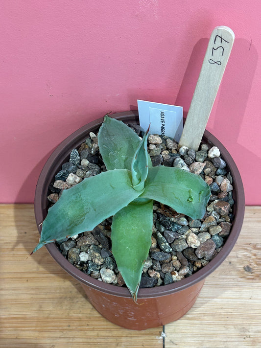 Agave parryi (837)