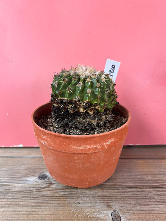 Gymnocactus species (1200)