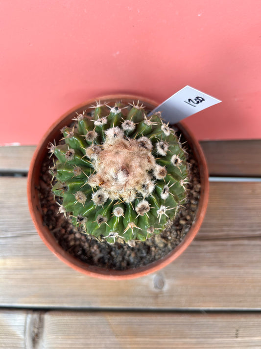 Gymnocactus species (1200)