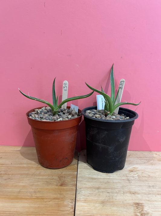 Agave filifera (839)