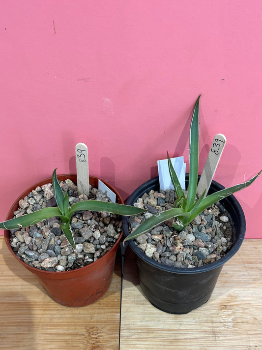 Agave filifera (839)