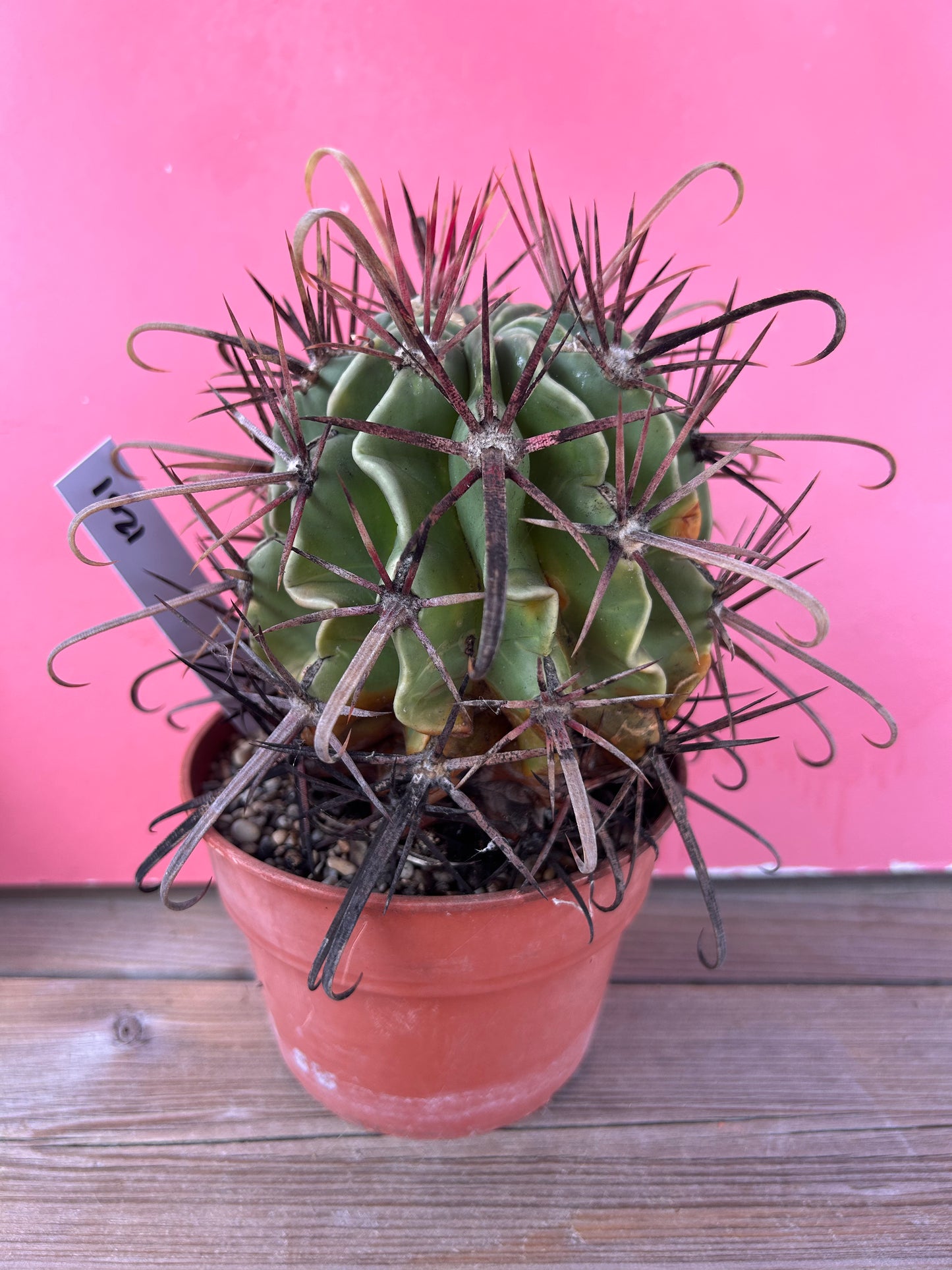 Ferocactus latispinus (1201)