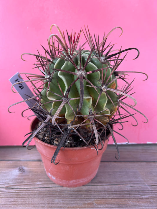 Ferocactus latispinus (1201)