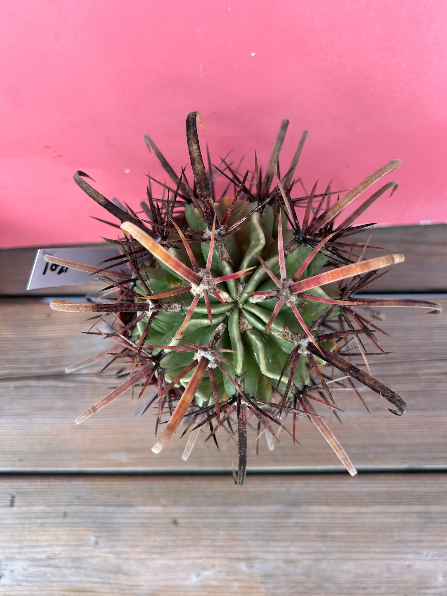 Ferocactus latispinus (1201)