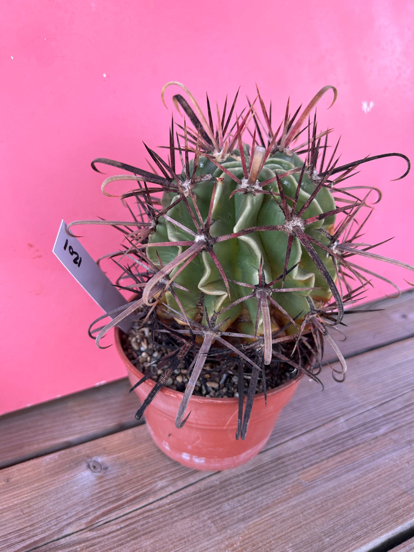 Ferocactus latispinus (1201)