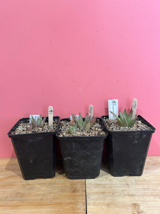 Gasterialoe wonder (840)