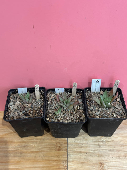 Gasterialoe wonder (840)