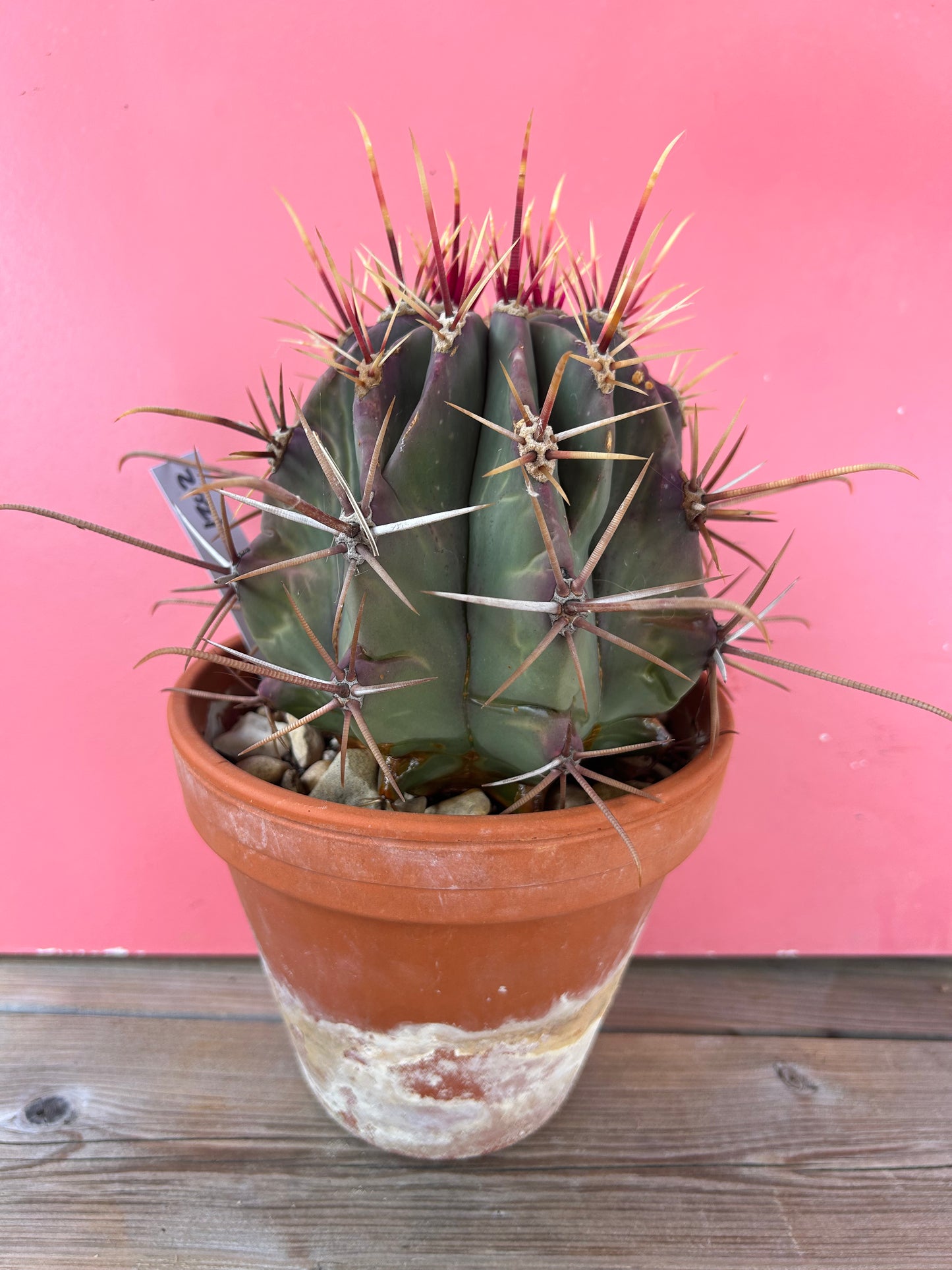 Ferocactus latispinus (1202)