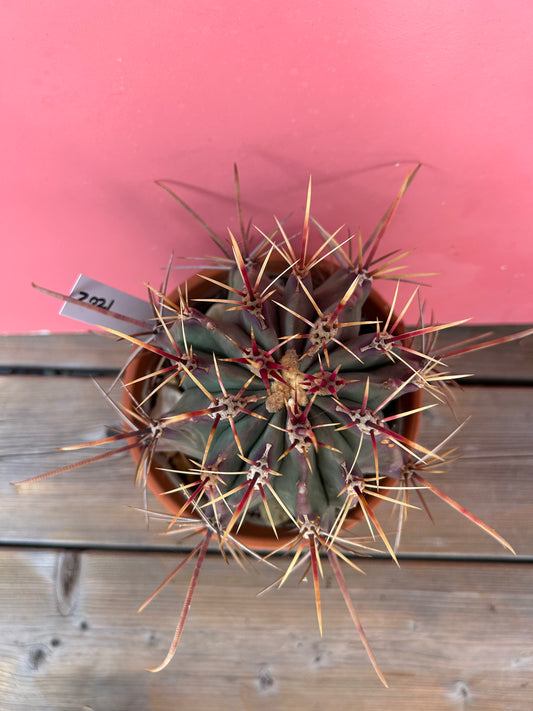 Ferocactus latispinus (1202)