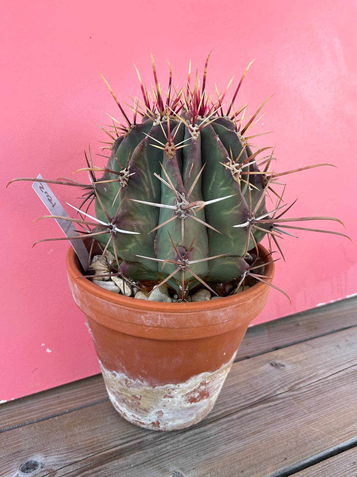 Ferocactus latispinus (1202)