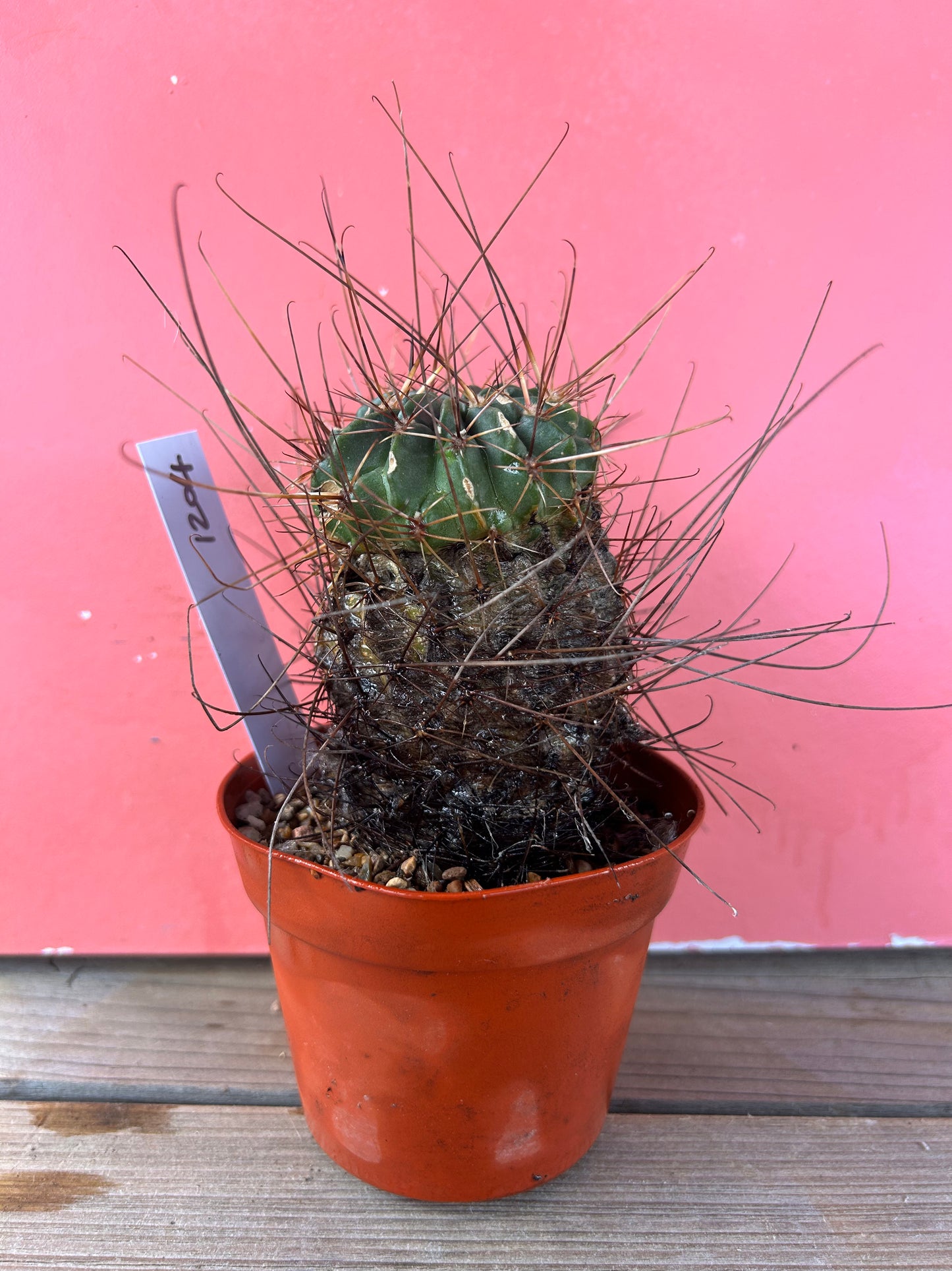 Ferocactus latispinus (1204)