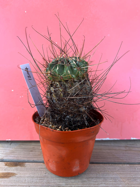 Ferocactus latispinus (1204)