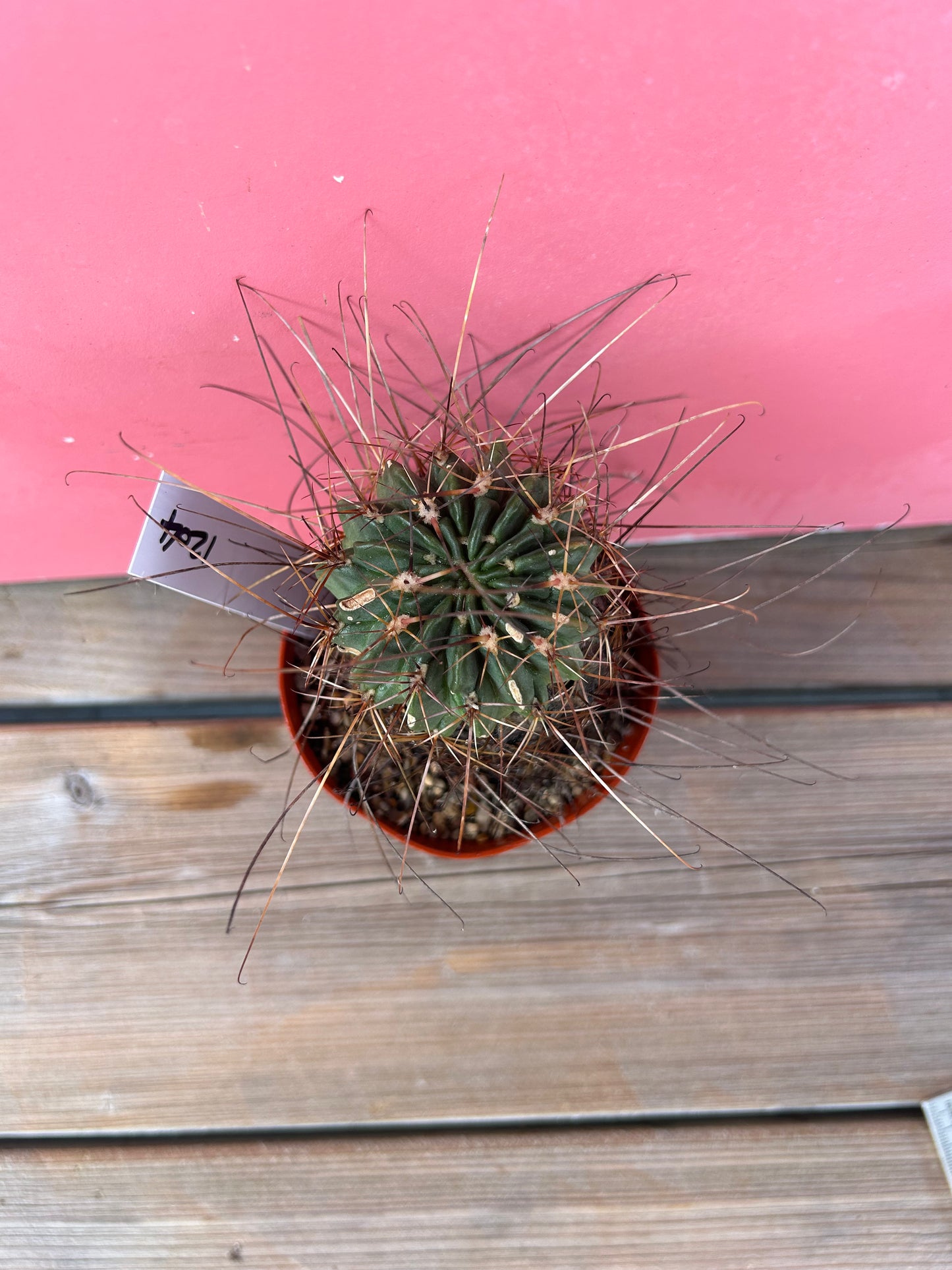 Ferocactus latispinus (1204)