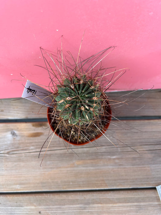Ferocactus latispinus (1204)