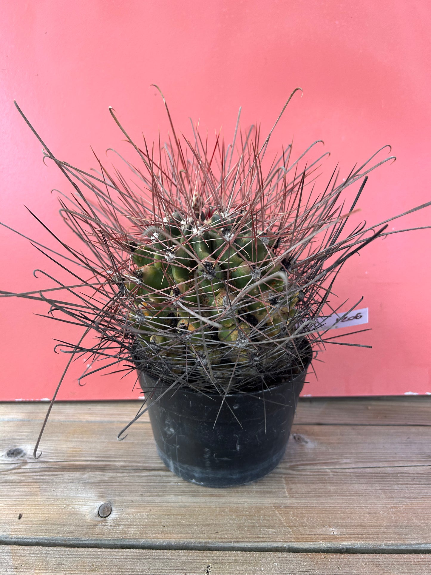 Ferocactus species (1206)