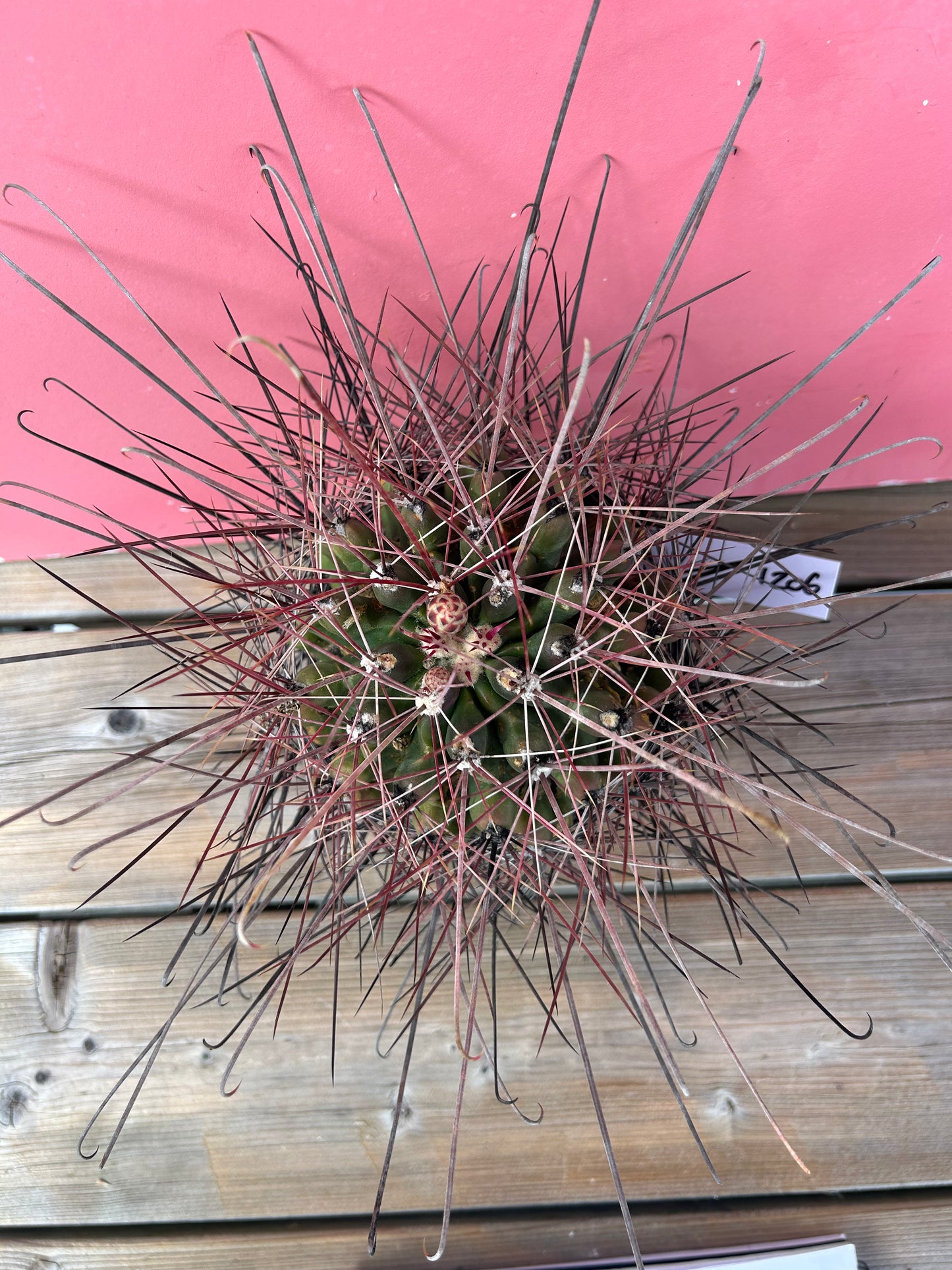 Ferocactus species (1206)