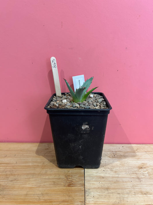 Agave parrasana (843)