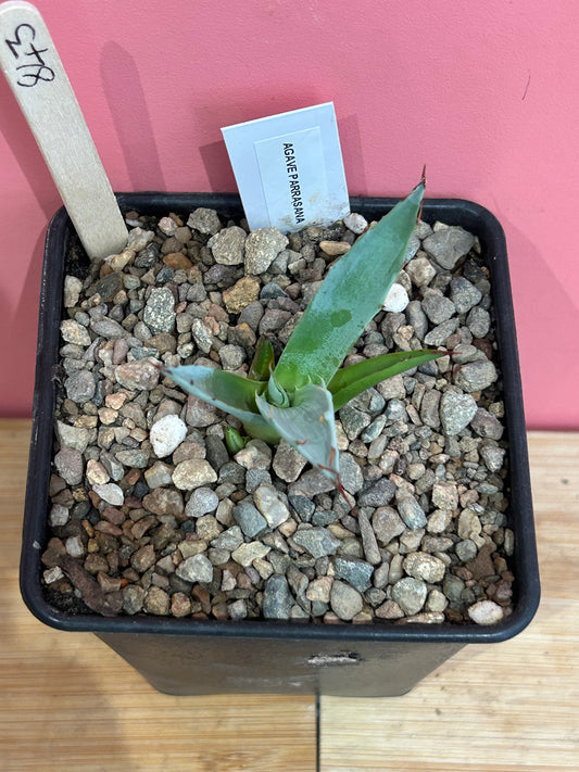 Agave parrasana (843)