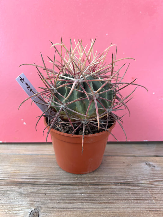 Ferocactus species (1207)