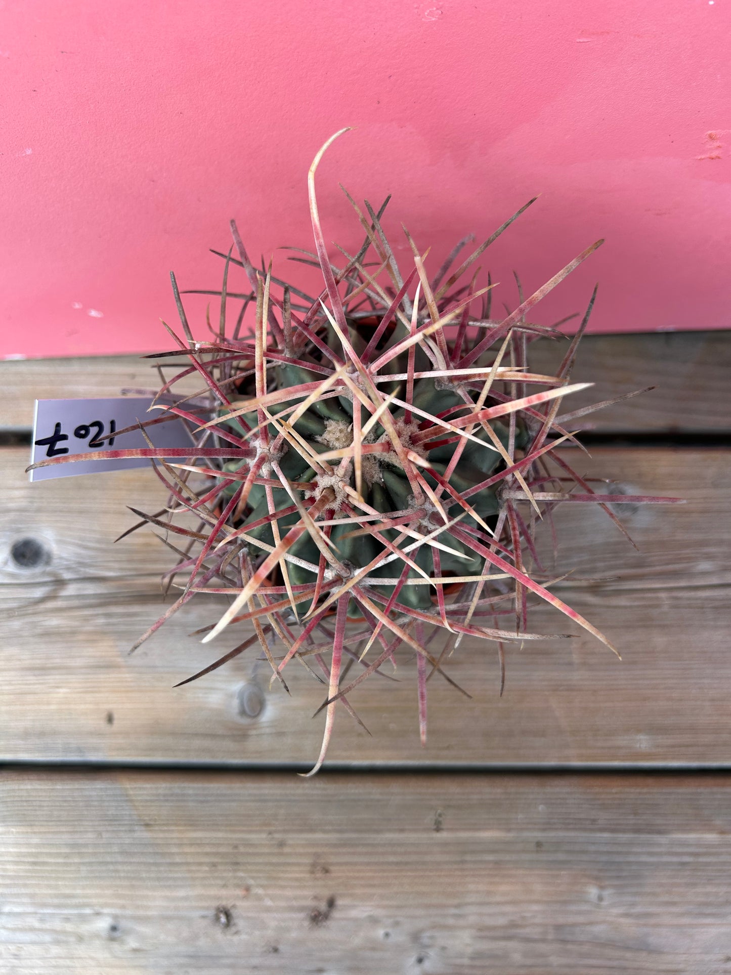 Ferocactus species (1207)