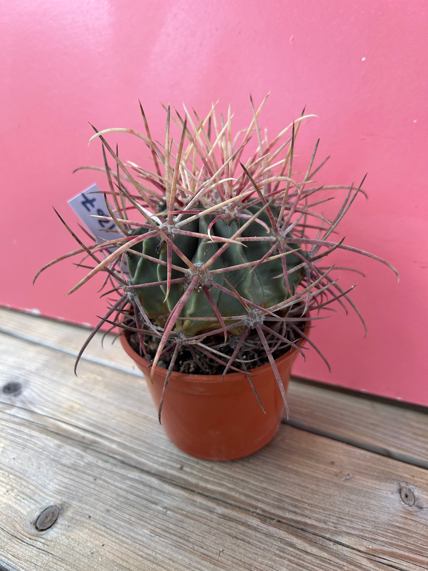 Ferocactus species (1207)