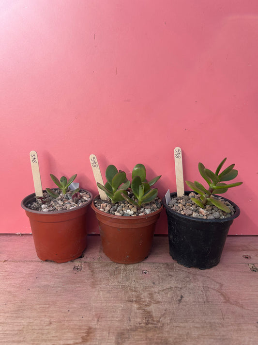 Crassula ovata (845)
