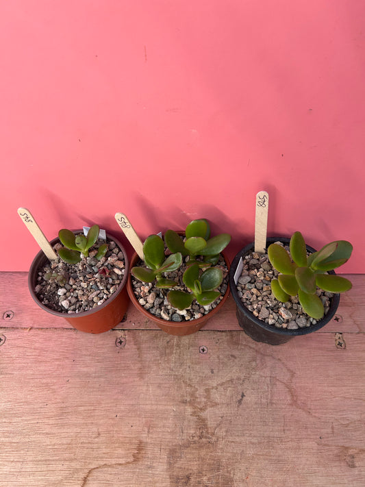 Crassula ovata (845)