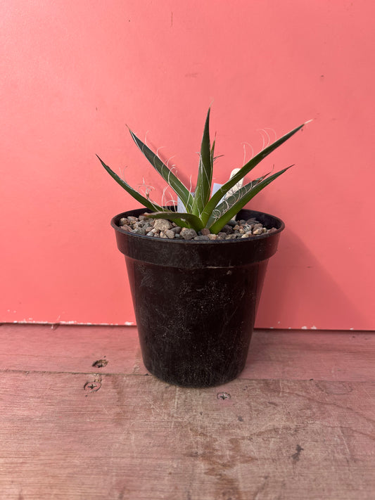 Agave schidigera (852)