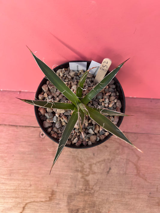 Agave schidigera (852)