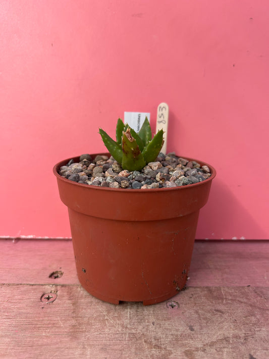 Aloe mitriformis (853)