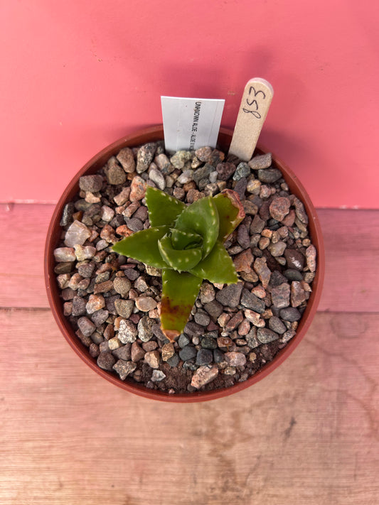 Aloe mitriformis (853)