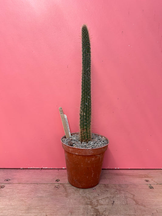 Cleistocactus paraguariensis (854)