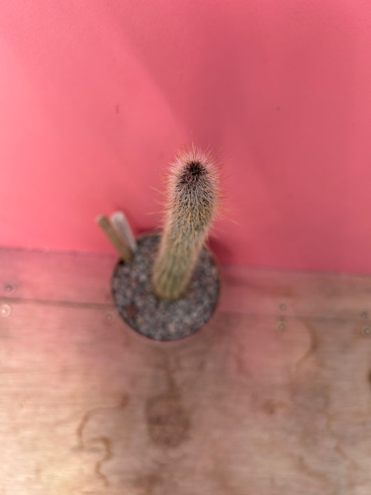 Cleistocactus paraguariensis (854)