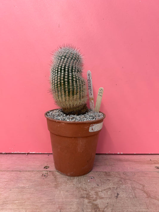 Notocactus scopa (855)