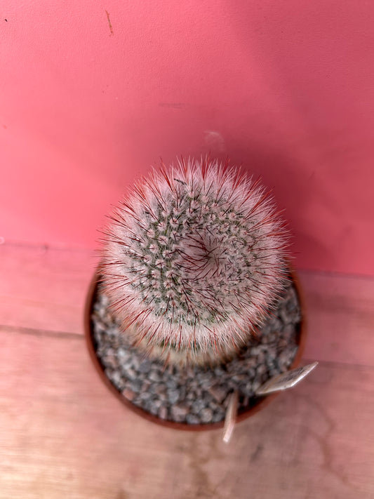 Notocactus scopa (855)
