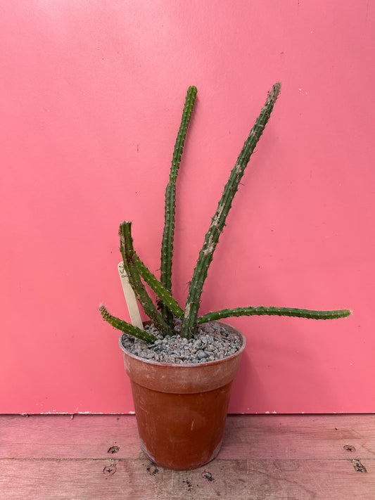 Aporocactus 'Rats Tail Cactus' (856)