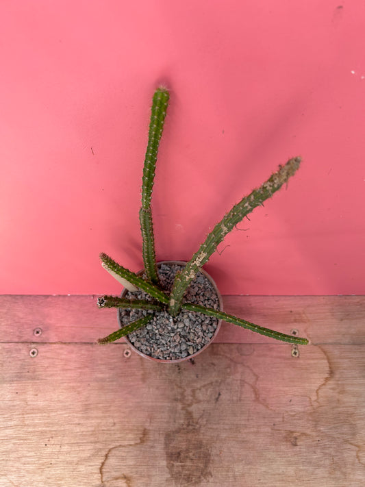 Aporocactus 'Rats Tail Cactus' (856)