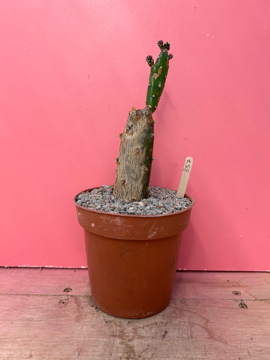 Opuntia quimilo (857)
