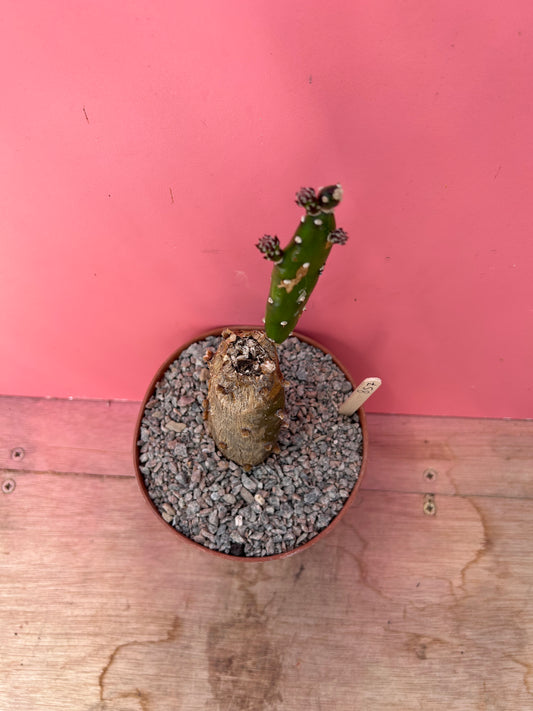 Opuntia quimilo (857)