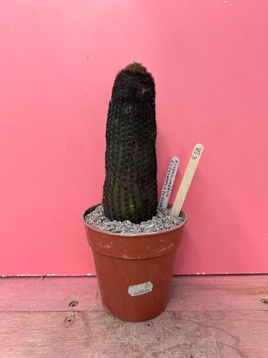 Echinocereus pectinatus rubrispinus (858)
