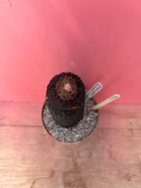 Echinocereus pectinatus rubrispinus (858)