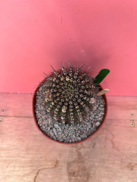 Lobivia aurea (859)