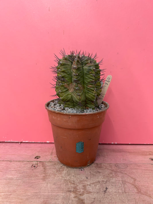 Gymnocalycium mihanovichii (860)