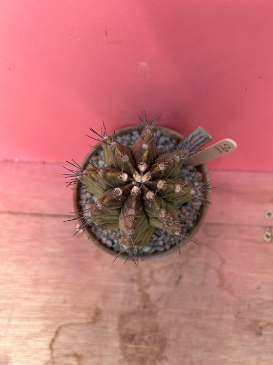 Gymnocalycium mihanovichii (860)