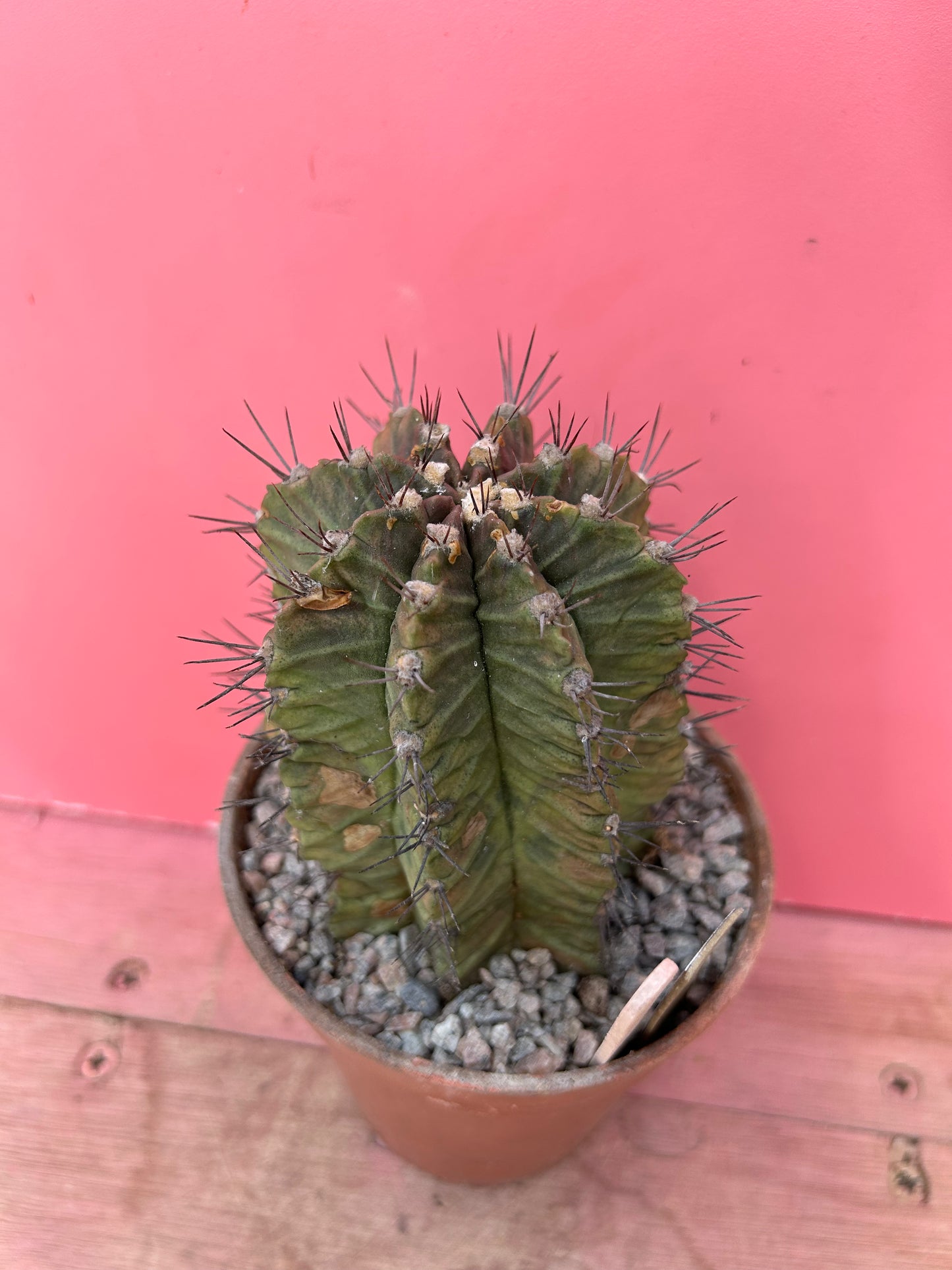 Gymnocalycium mihanovichii (860)