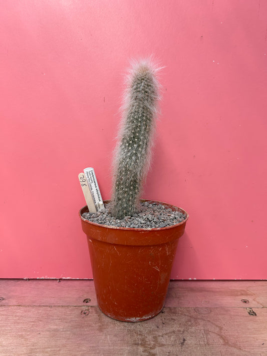 Cremnocereus albipilosus (862)