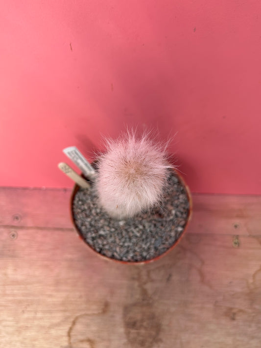 Cremnocereus albipilosus (862)