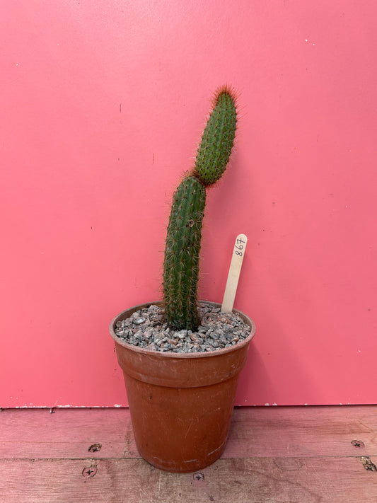 Cleistocactus species (864)