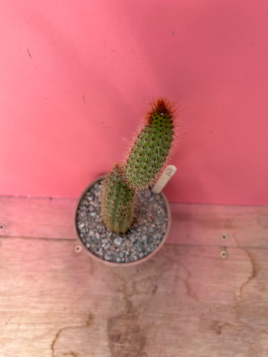 Cleistocactus species (864)